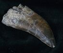 Extremely Rare Torvosaurus Tooth - Skull Creek #12479-5